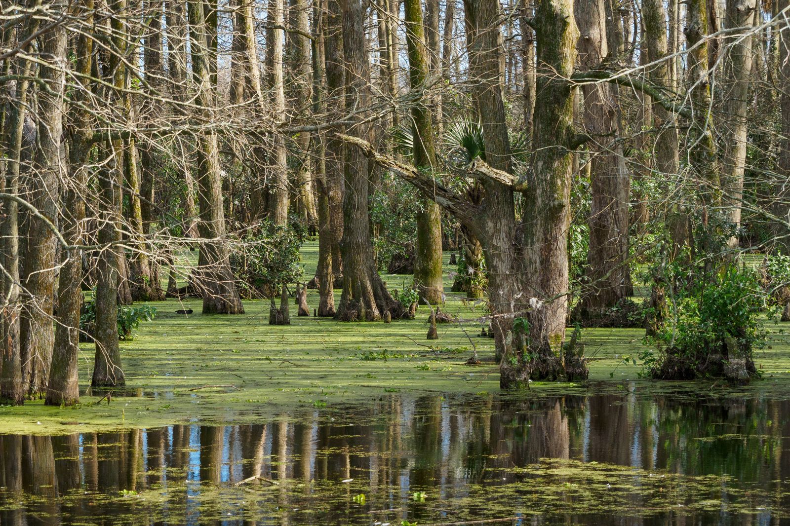 A real cypress swamp in natural daylight